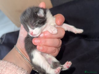 Mixed Breed cats for sale: 1 male kitten - Advert 1
