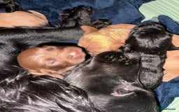 Cocker Spaniel dogs for sale: Cocker spaniel puppies - Image 8