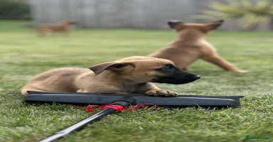Belgian Shepherd Dog dogs - Advert 6