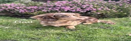 Dachshund dogs for sale: Miniature Dachshunds  in Derby - Advert 3