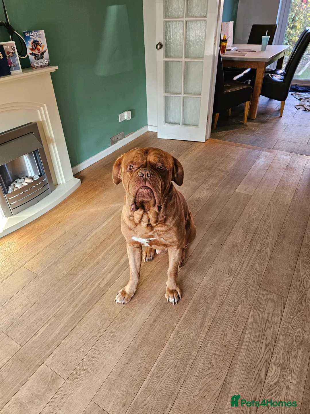 Dogue De Bordeaux dogs for sale: Ragnar - Advert 2