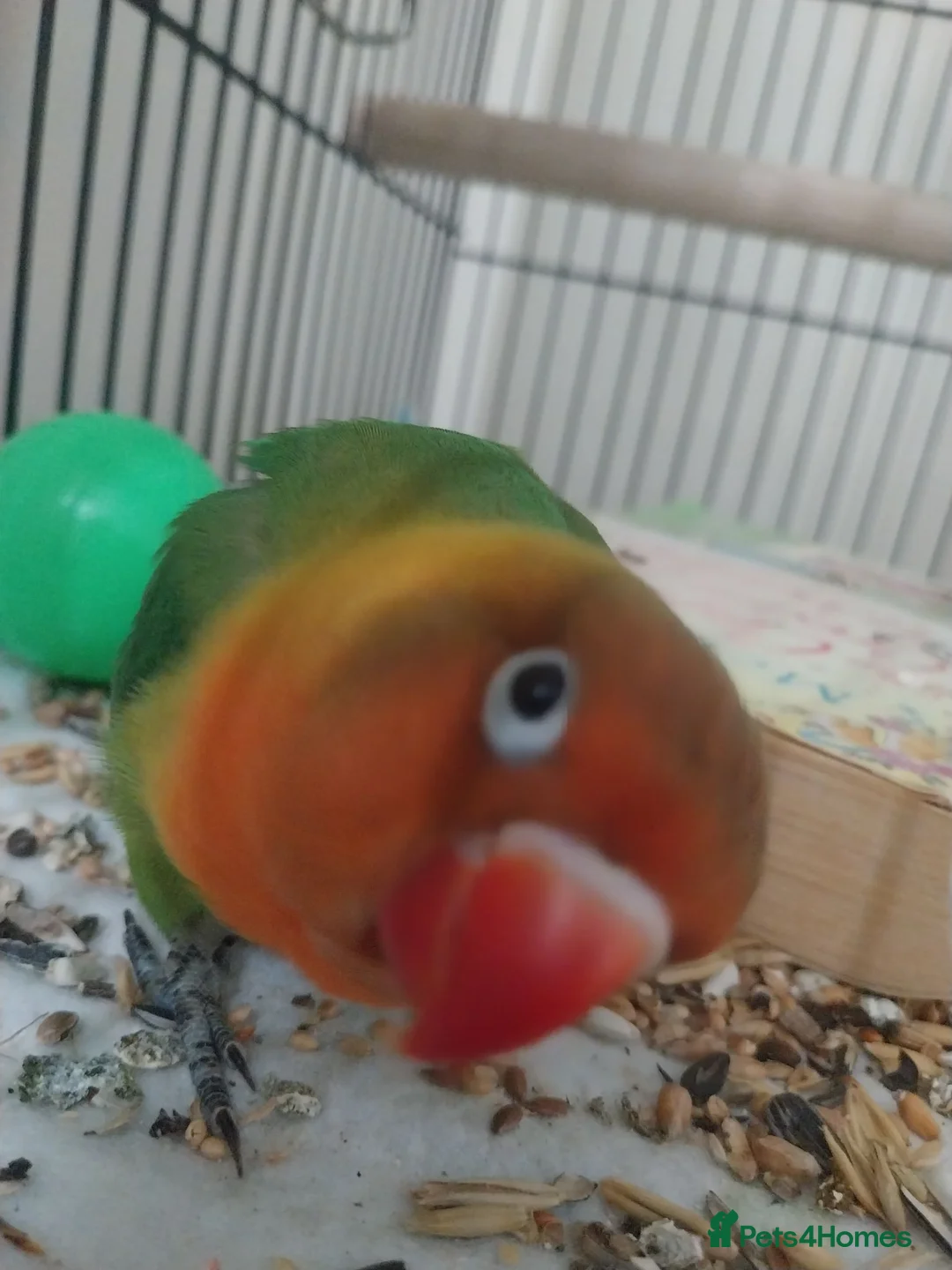 Lovebirds birds for sale: Hand tame love bird  in Chichester - Advert 1