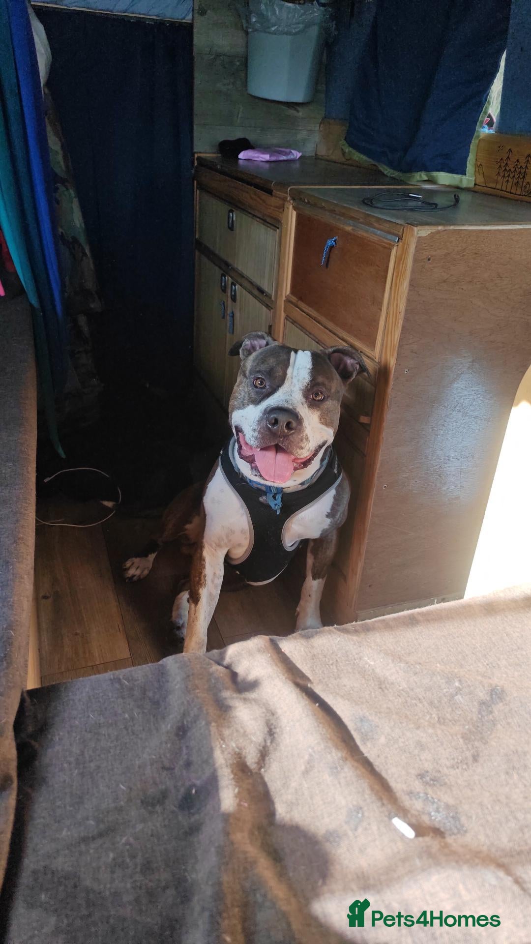 American Bull Staffy dogs 3yr old American staff looking for forever home - Advert 11