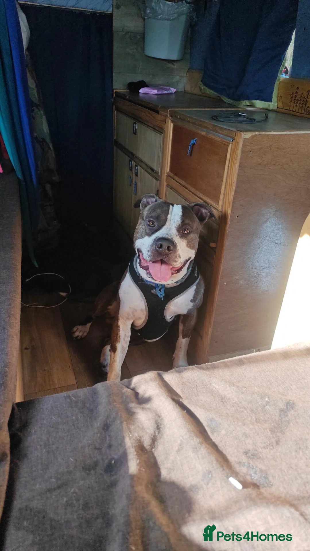 American Bull Staffy dogs for sale: 3yr old American staff looking for forever home - Advert 1