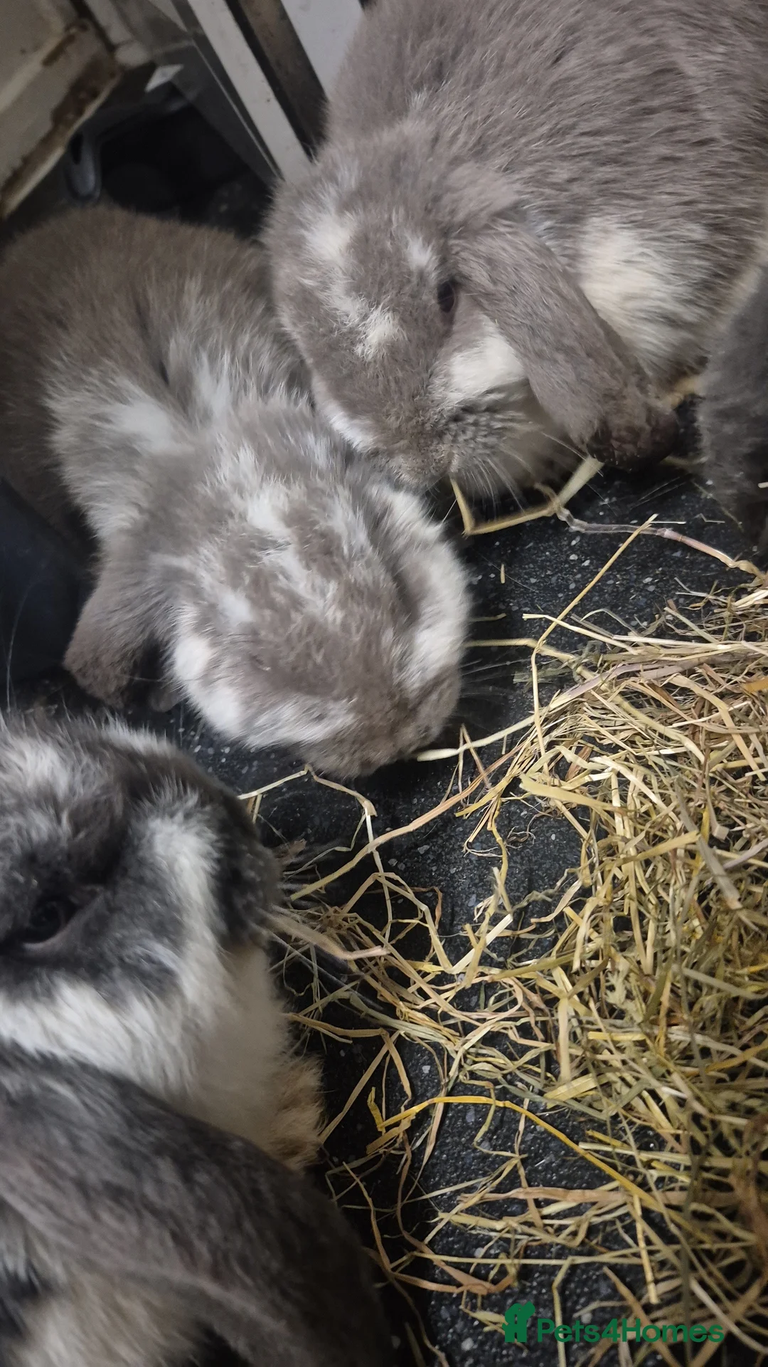 French Lop rabbits for sale: Giant breed french lops pure bred giants - Advert 2