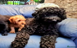 Cockapoo dogs for sale: READY TO LEAVE 4TH OF DECEMBER - Advert 1