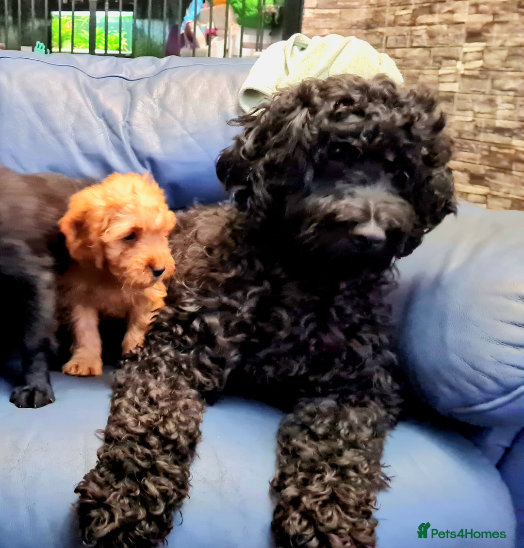 Cockapoo dogs for sale: READY TO LEAVE 4TH OF DECEMBER - Advert 1