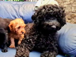 Cockapoo dogs 🐶🐾Tiny F2 cockapoo puppies🐶🐾 - Advert 17