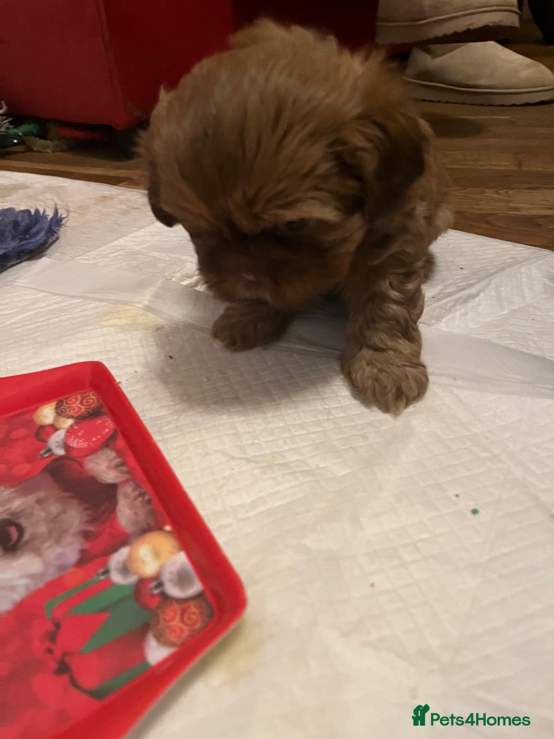 Shih Tzu dogs for sale: Adorable Shih Tzu puppies - Advert 10