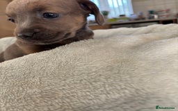 Mixed Breed dogs for sale: Unique mixed breed - Image 31