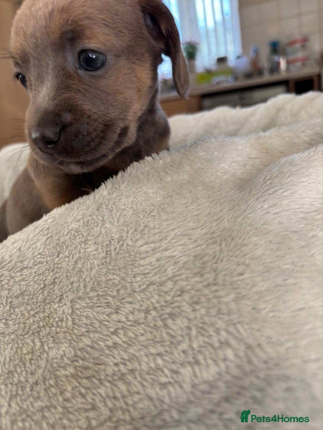 Mixed Breed dogs for sale: Unique mixed breed - Image 31
