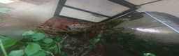 Stick Insects invertebrates for sale: Indian Stick Insect nmphs for sale  - Advert 3