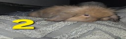 Mini Lion Lop rabbits for sale: Adorable mini lion lop babies mixed - Advert 5
