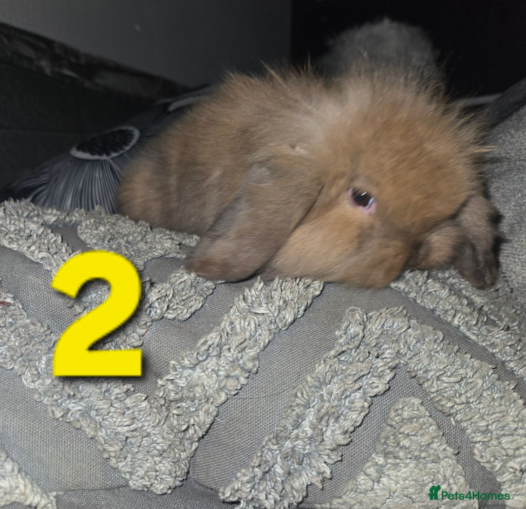 Mini Lion Lop rabbits for sale: Adorable mini lion lop babies mixed - Advert 5