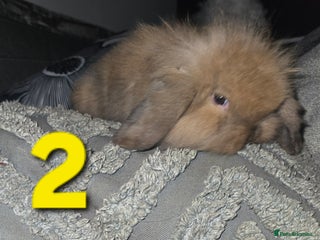 Mini Lion Lop rabbits Adorable mini lion lop babies mixed - Advert 5