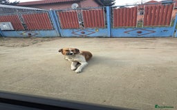 Mixed Breed dogs for adoption: BENNY - a faithful dog for a Loving Home - Image 5