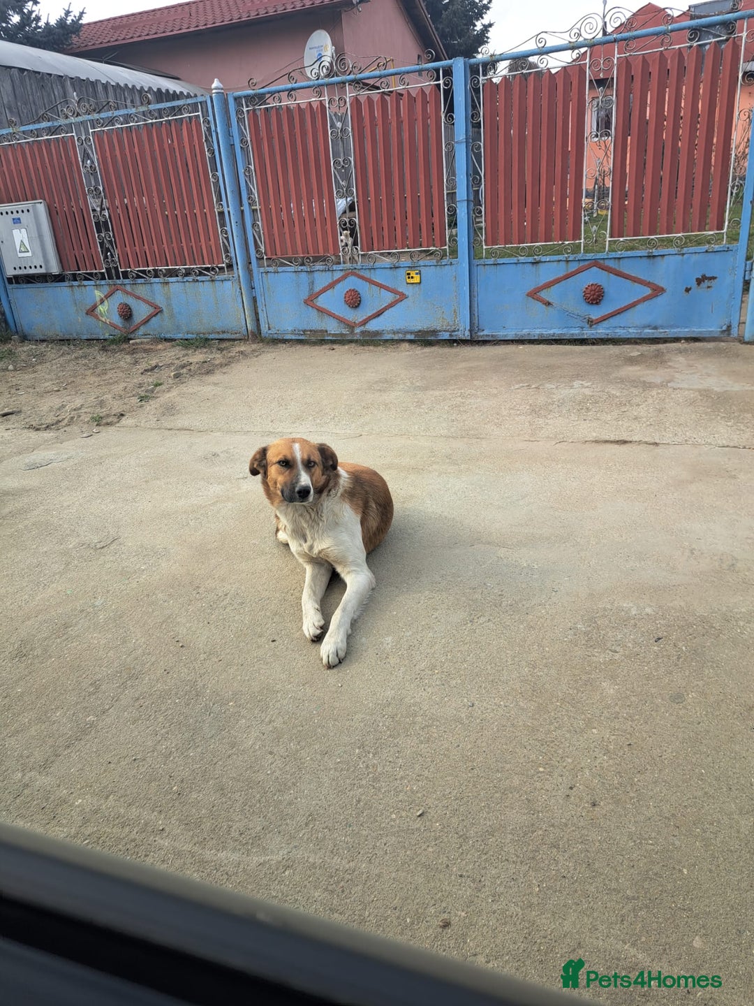 Mixed Breed dogs for adoption: BENNY - a faithful dog for a Loving Home - Image 5