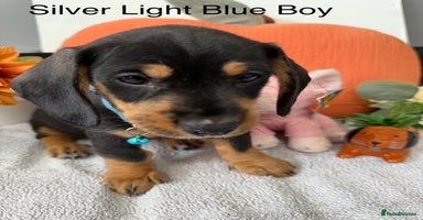 Miniature Dachshund dogs - Advert 3