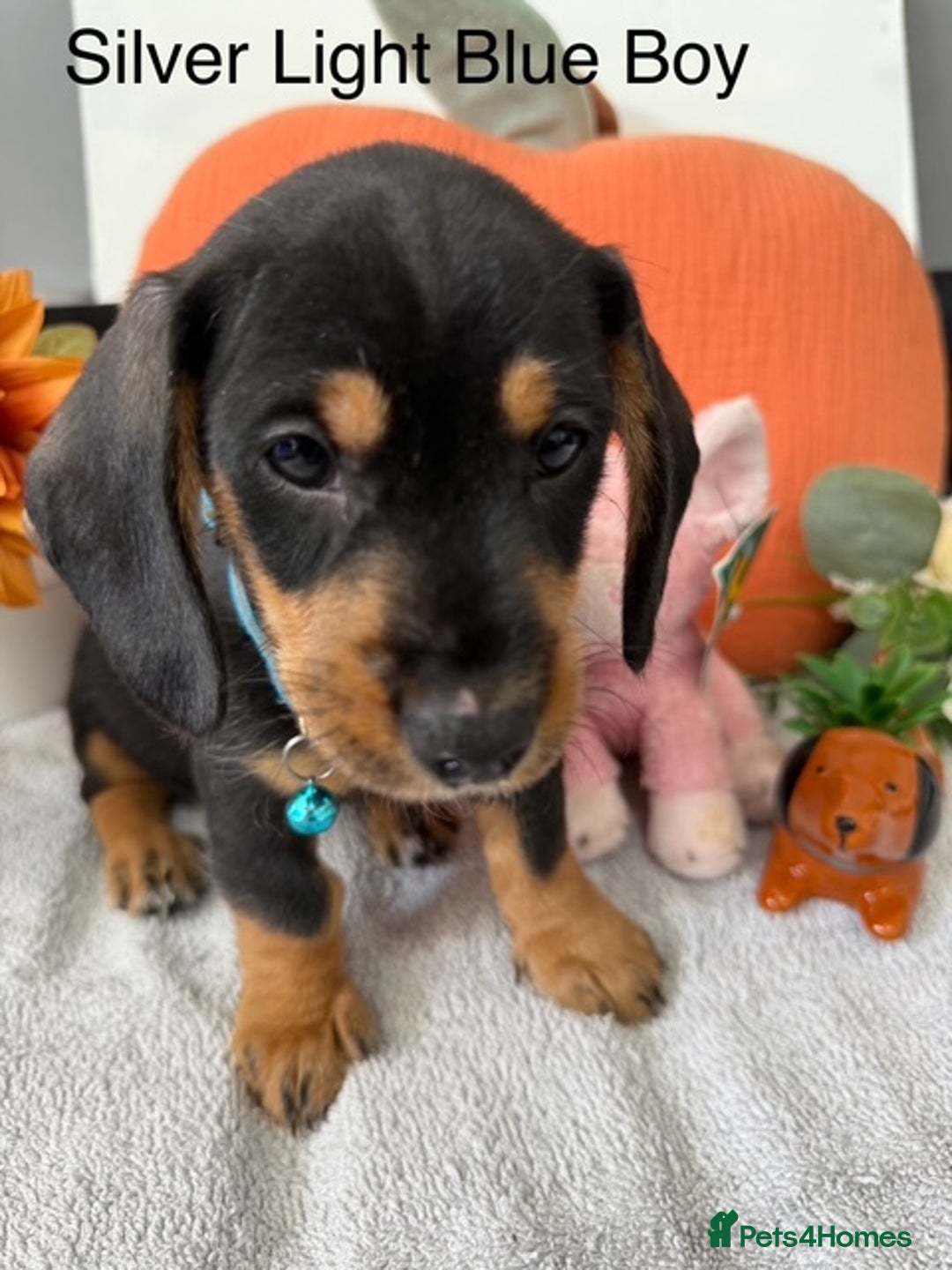 Miniature Dachshund dogs for sale: stunning litter of dachshunds - Image 15