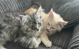 Maine Coon cats for sale: Main Coon kittens for sale - Image 18