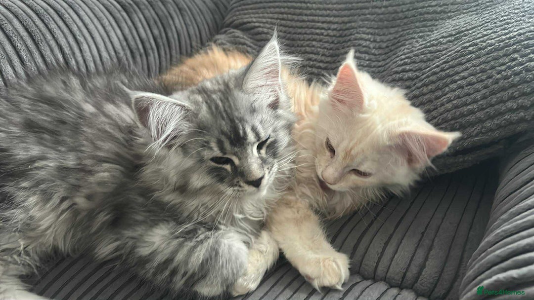 Maine Coon cats for sale: Main Coon kittens for sale - Image 18