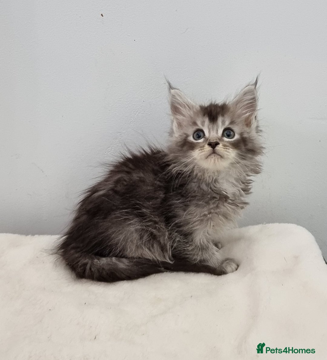 Maine Coon cats for sale: Pedigree Maine Coon Kittens GCCF REGISTERED  - Advert 32