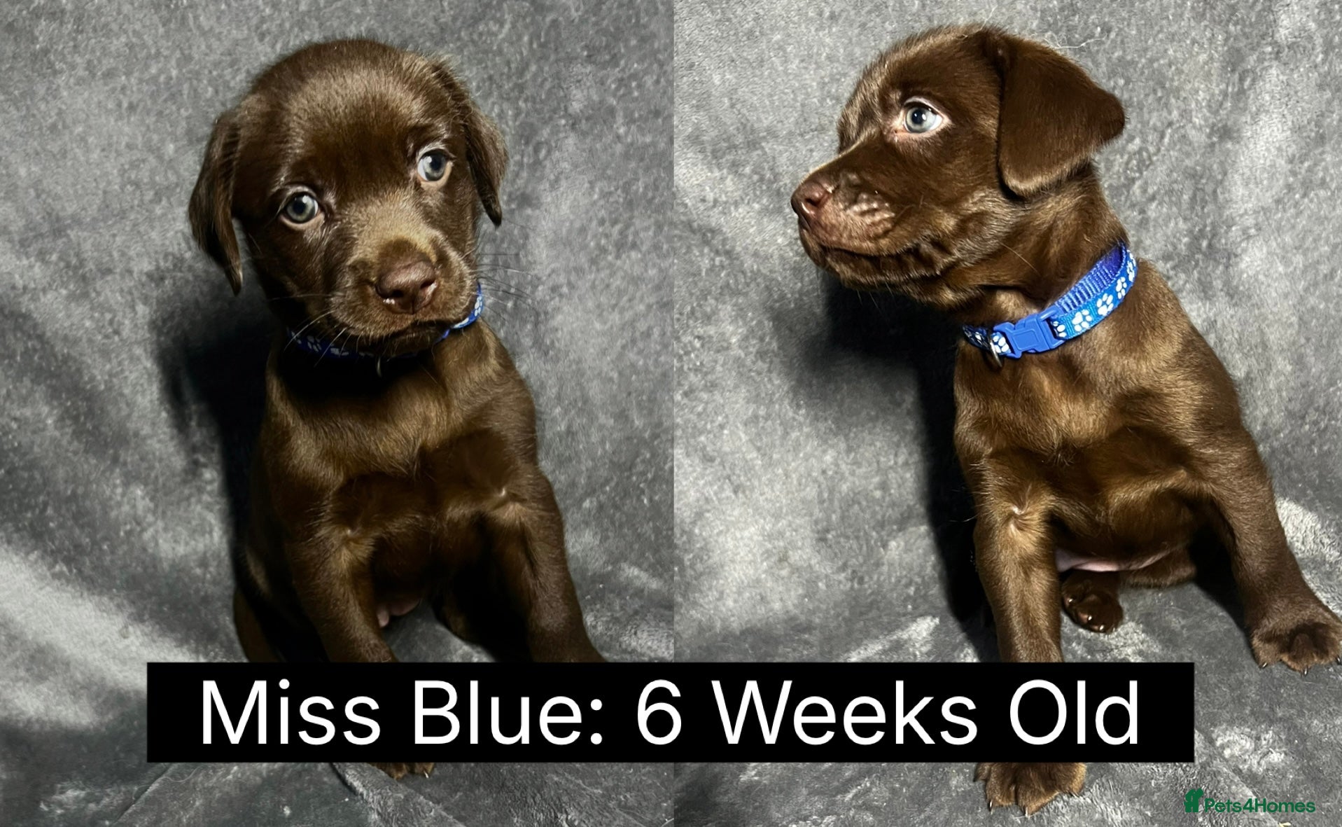 Labrador Retriever dogs 🖤🤎Superb, Kc Reg, Health Tested, Lab Pups🤎🖤 - Advert 14