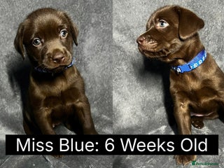 Labrador Retriever dogs 🖤🤎Superb, Kc Reg, Health Tested, Lab Pups🤎🖤 - Advert 4