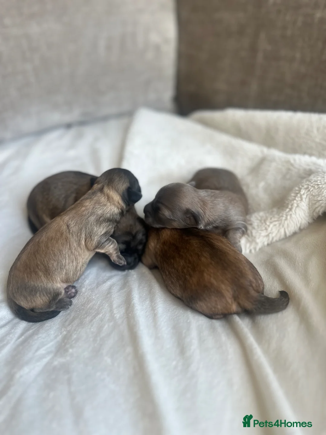 Chiweenie dogs for sale: Beautiful Chiweenie Puppies - Advert 13