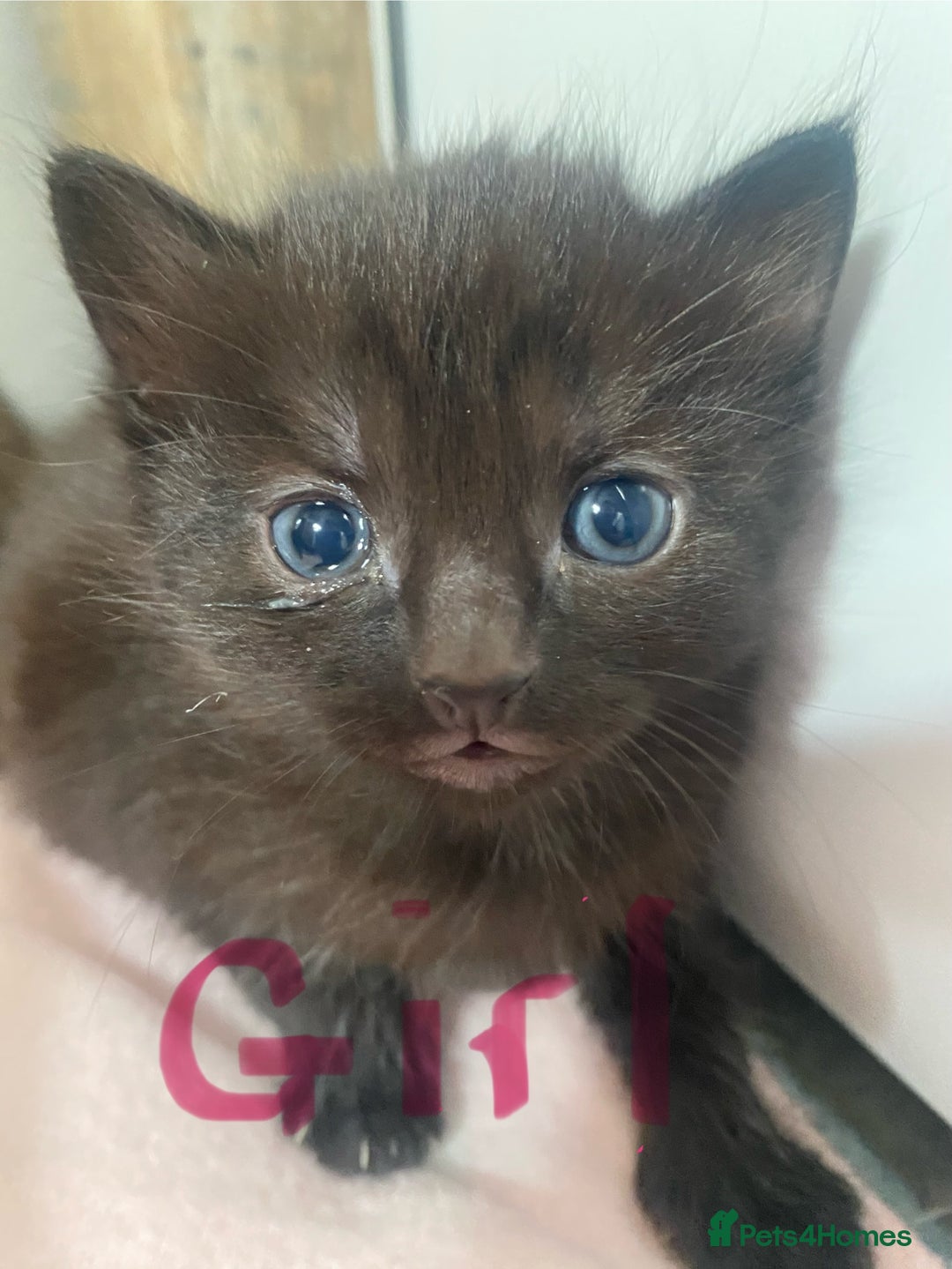 Bombay cats for sale: Tabby/ Bombay kittens for sale  - Image 3