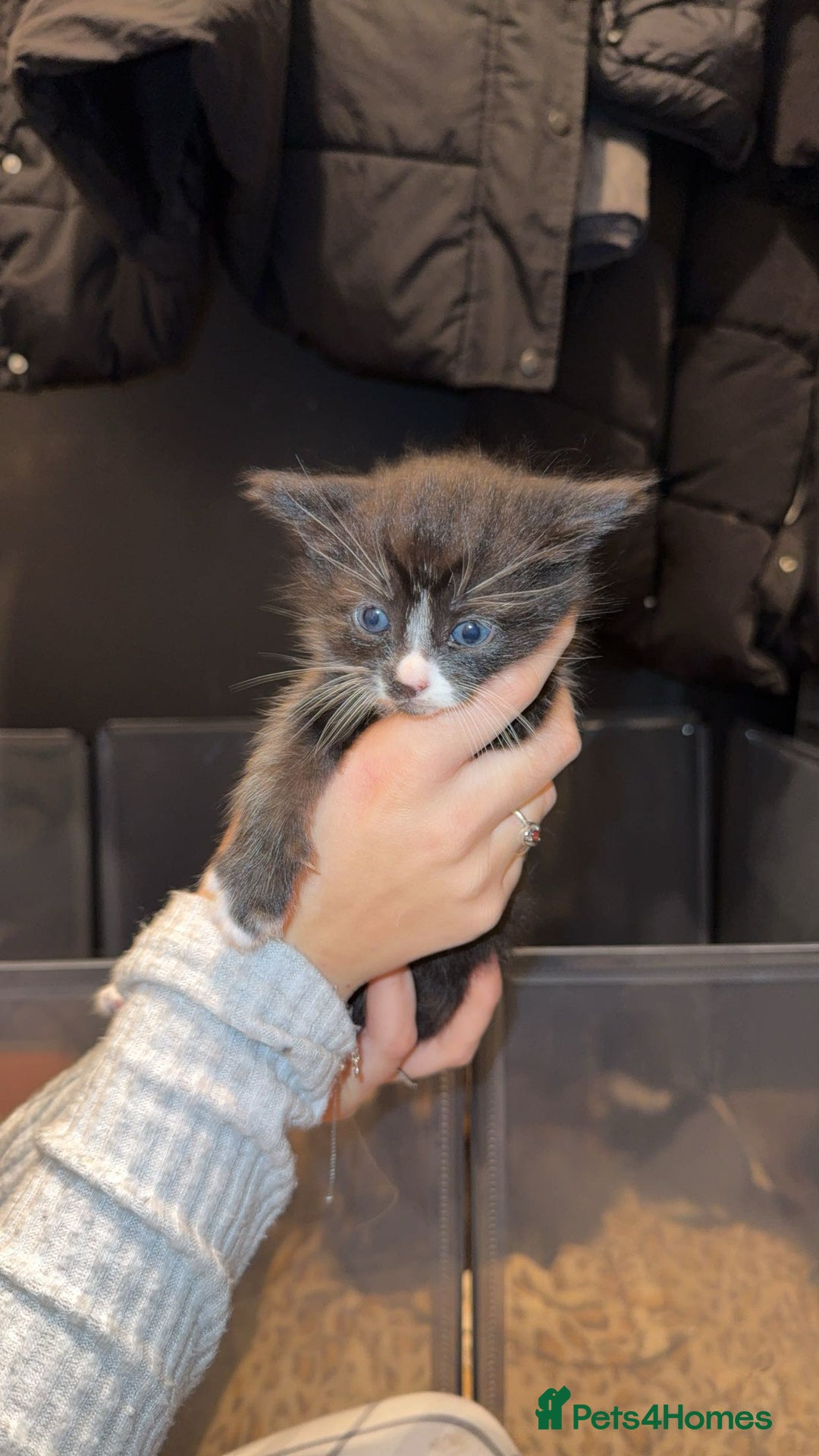 Maine Coon cats for sale: 3 Maine coon cross kittens  - Advert 7