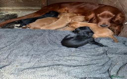 Mixed Breed dogs for sale: Gorgeous, well socialised Springador setters! - Image 6