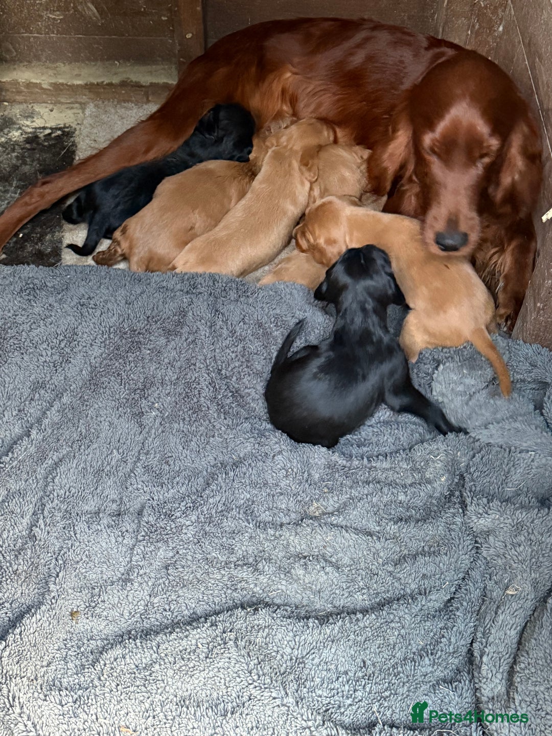 Mixed Breed dogs for sale: Gorgeous, well socialised Springador setters! - Image 6