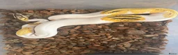 Python Snake reptiles for sale: Fire,pastel,orange dream,pied  - Advert 8