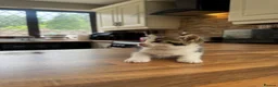 Domestic Shorthair cats for sale: 3 Beautiful Kittens Looking for Their Forever Home - Advert 5