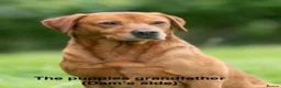Labrador Retriever dogs for sale: Beautiful female Labrador puppy - last one left - Advert 19