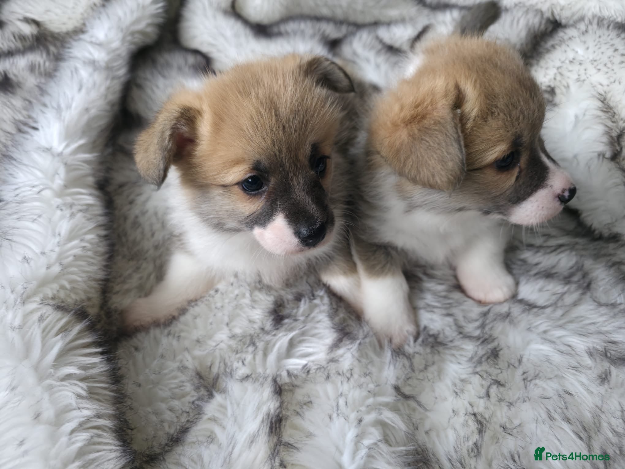 Welsh Corgi Pembroke dogs 2 Pembroke Corgi girls available - Advert 10