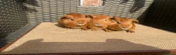Guinea Pig rodents for sale: Baby Guinea pigs available ready now - Advert 3