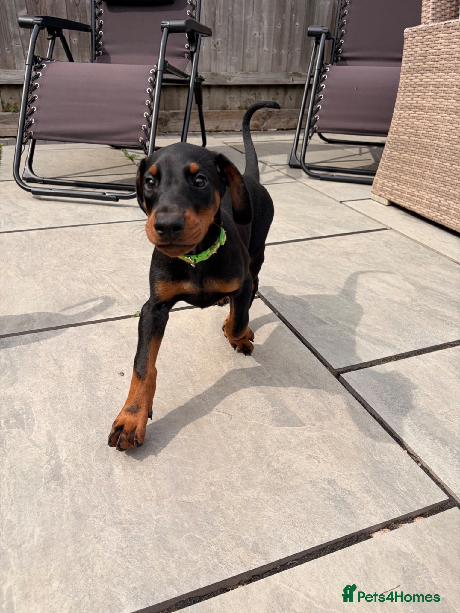 Dobermann dogs 🏡 Ready to Collect | KC Registered Dobermans - Advert 2