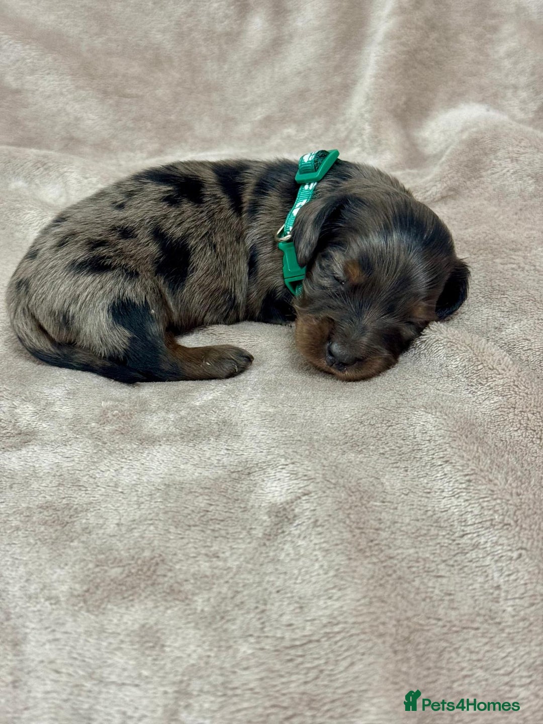 Miniature Dachshund dogs for sale: Beautiful miniature dachshund litter - Advert 7