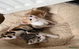 British Shorthair cats for sale: Shorthairs Uk Cat  - Image 6