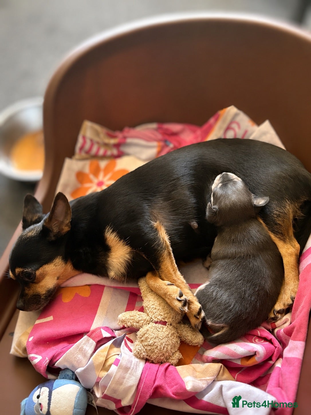 Chihuahua dogs Lovely Blue Tri Girl  - Advert 1
