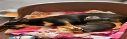 Chihuahua dogs for sale: Lovely Blue Tri Girl  - Advert 1
