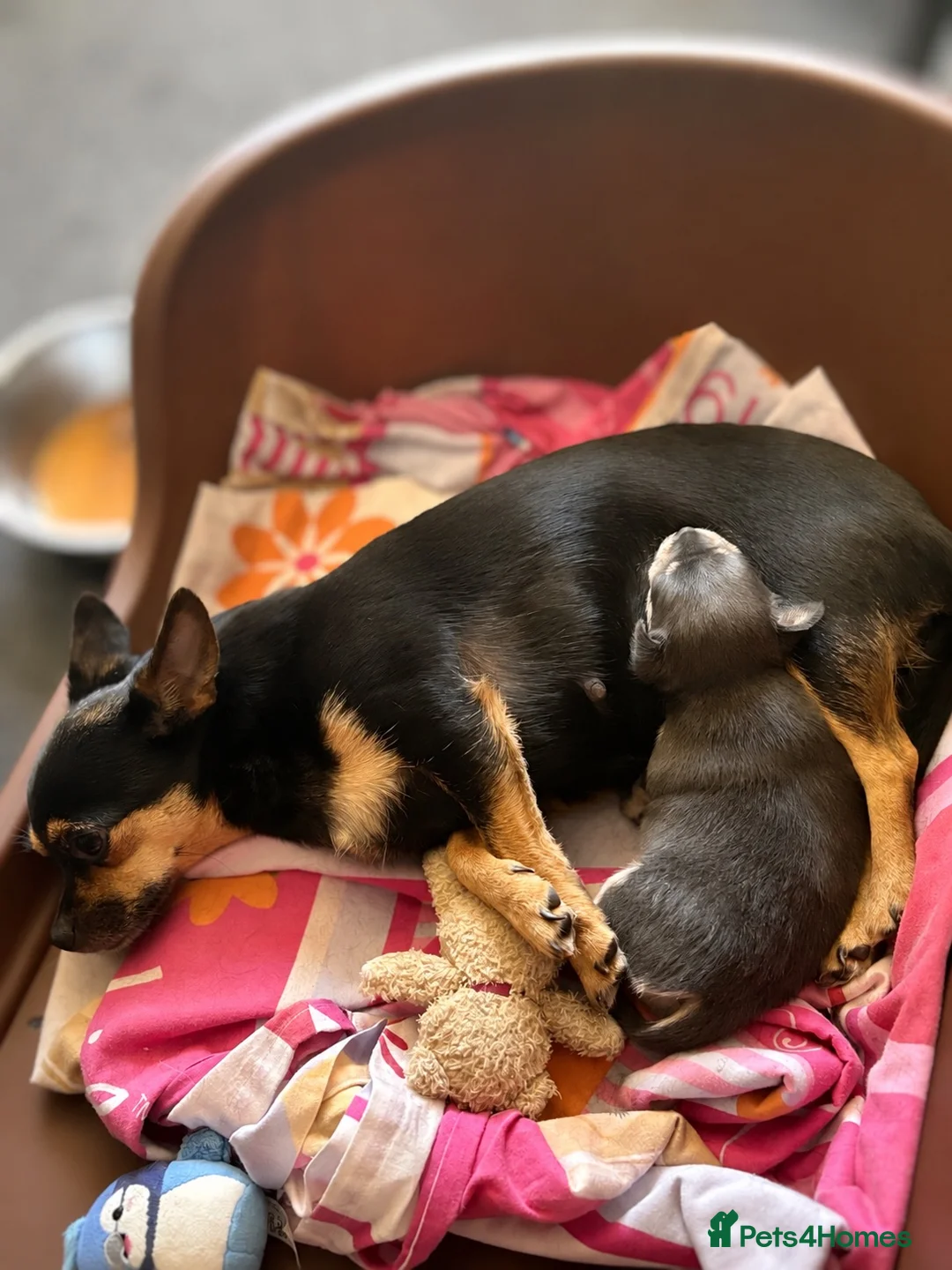 Chihuahua dogs for sale: Lovely Blue Tri Girl  - Advert 1