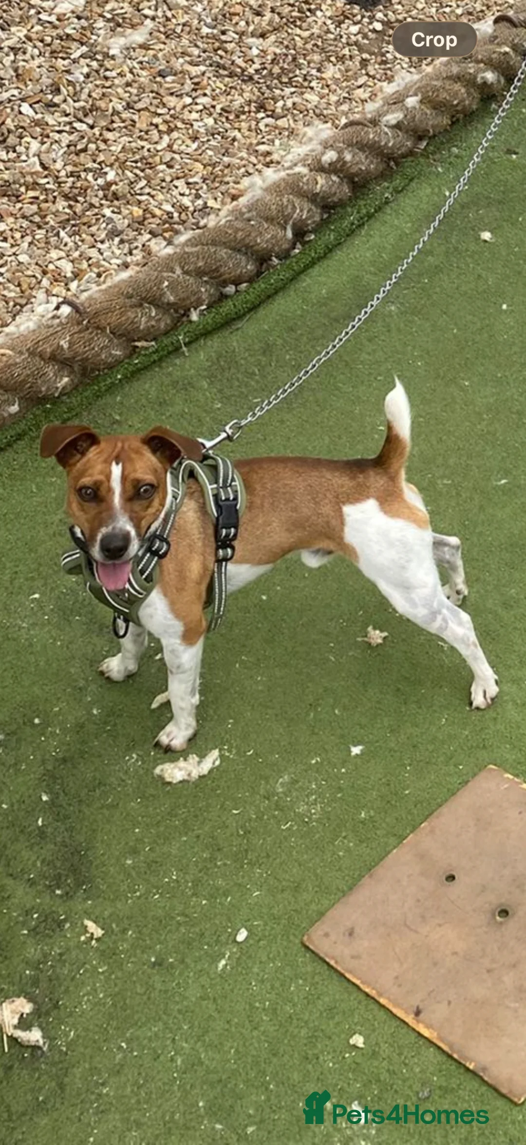 Jack Russell dogs for stud: Jack Russell stud available - Advert 1