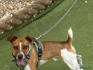 Jack Russell dogs Jack Russell stud available - Advert 2