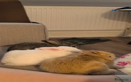 Mixed Breed rabbits for sale: New seller of rabbits - Image 21