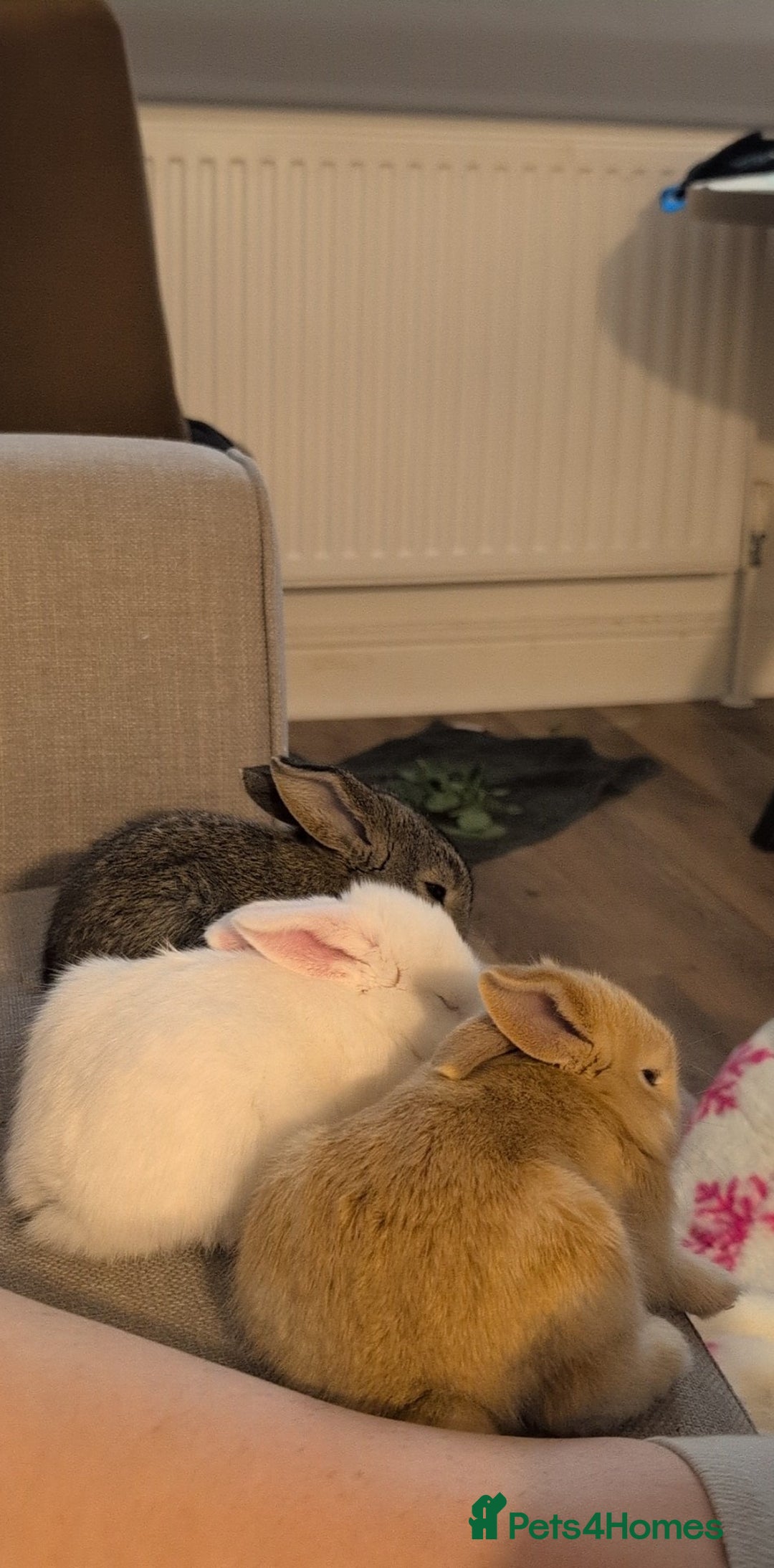 Mixed Breed rabbits for sale: New seller of rabbits - Image 21