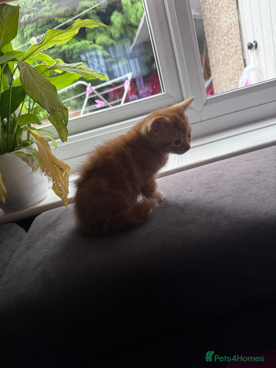 Mixed Breed cats for sale: 3 gorgeous ginger kittens READY NOW - Image 13