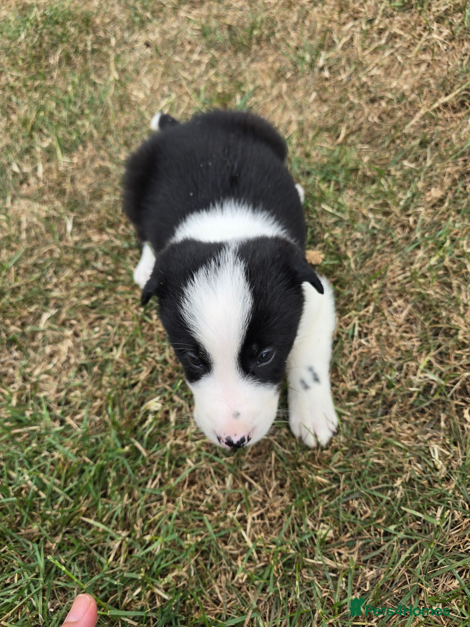 Border Collie dogs Beautiful Border Collies For Sale - Advert 2